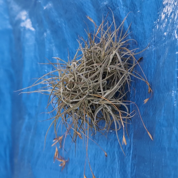 Large Air Plant Ball - Picture 2 of 4